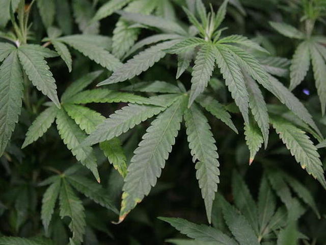 Supreme Court rejects appeal on key weed case