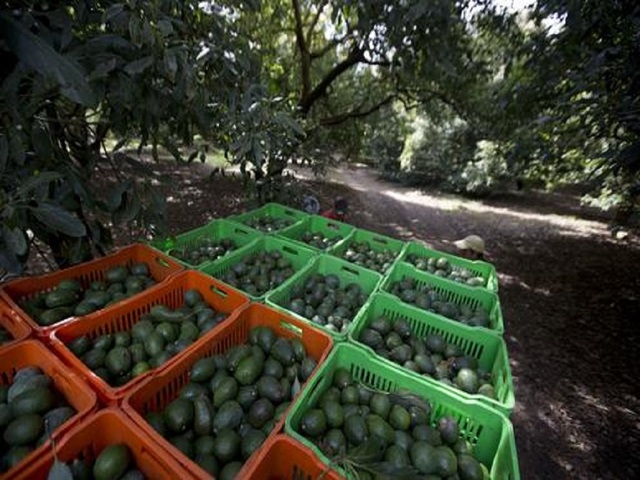Mexico: Deforestation for avocados much higher than thought